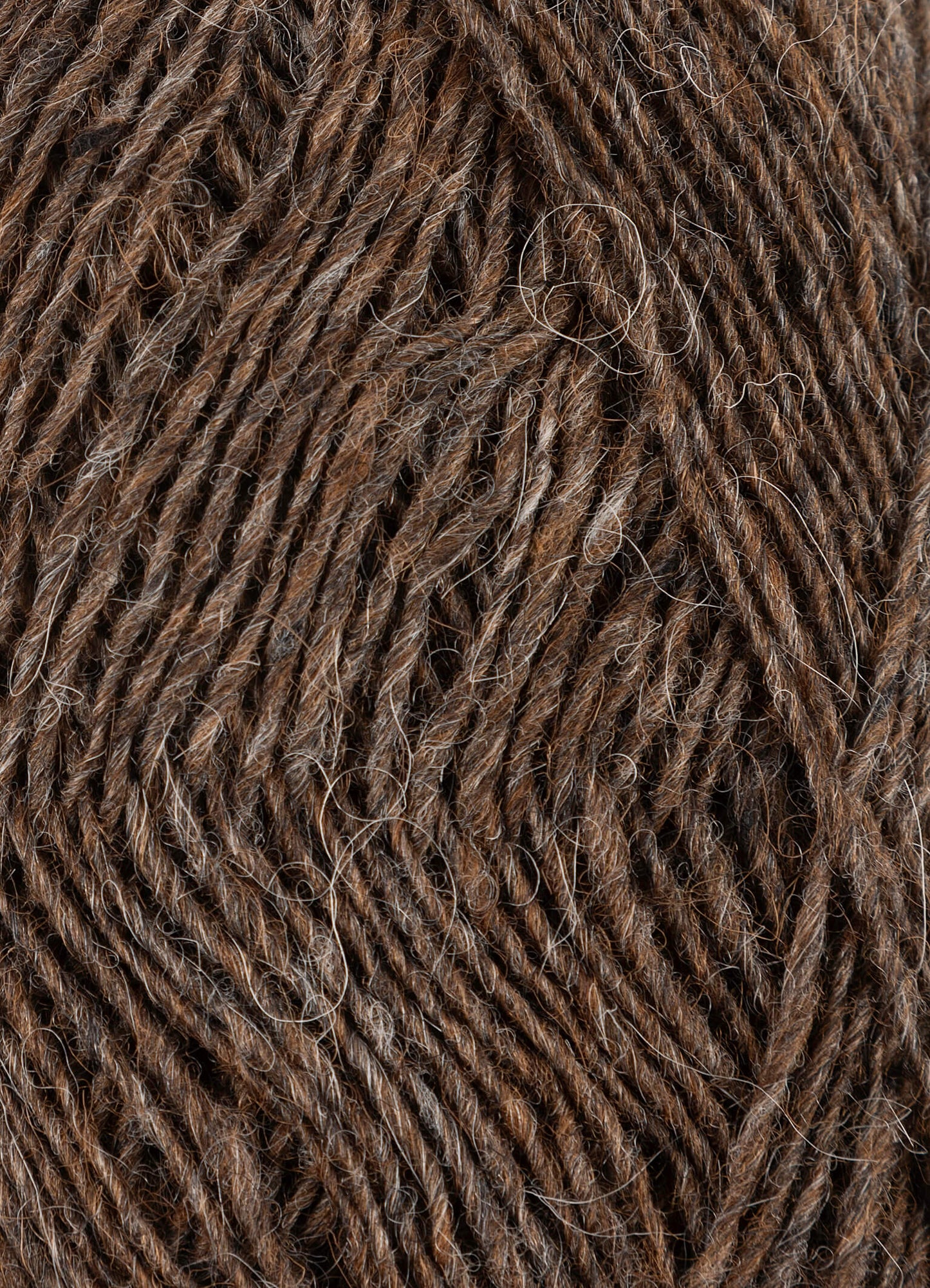 Fjallalopi - Hrútur 3004